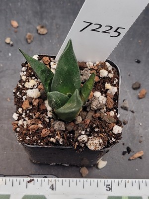 Stunning Ariocarpus Trigonus - Rare Living Rock Cactus, Shipped Bare Root #7225