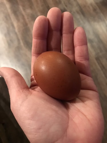 Black Copper Maran Fertile Eggs 12+