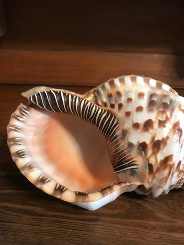 Pacific Triton Conch Sea Shell X Large 10