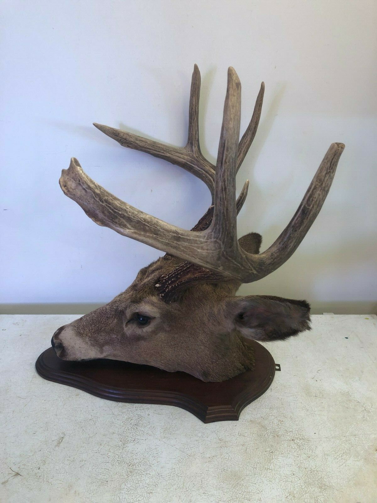8 POINT WISCONSIN WHITETAIL BUCK DEER TAXIDERMY HEAD MOUNT 19