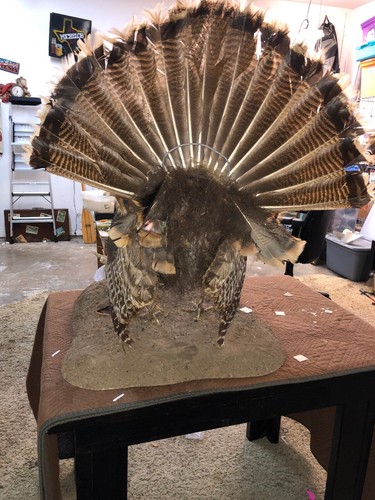 Full Wild Turkey Mount Vintage Taxadermy.