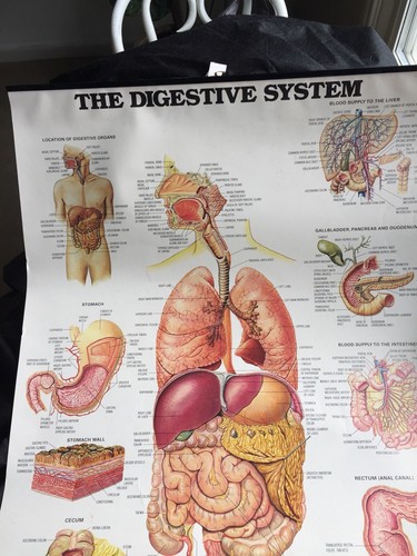 GLAXCO Pharma 3D Gastrointestinal System Nursing Medical Training Chart
