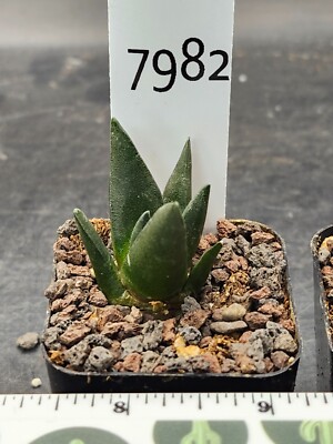 Stunning Ariocarpus Trigonus - Rare Living Rock Cactus, Shipped Bare Root #7982