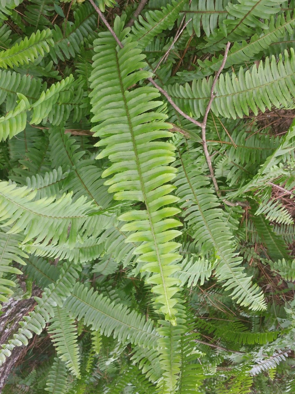 15 Boston fern fronds fresh from my garden, rooted