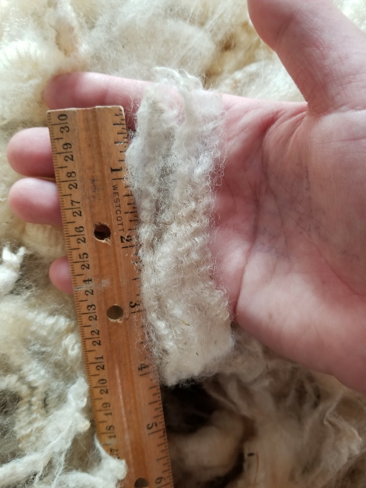 Lincoln white fleece 4 lbs 10 oz staple 4 in. Soft and fluffy vm moderate.