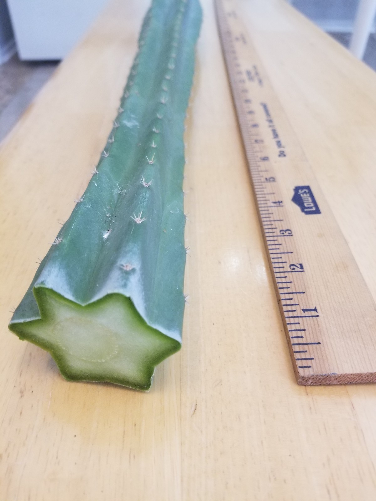 San Pedro Cactus Trichocereus Pachanoi Plant Cutting Echinopsis 36 inches