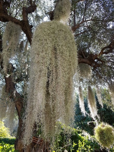 Tillandsia Usneoides mousse espagnole fille de l'air spanish moss 50 cm