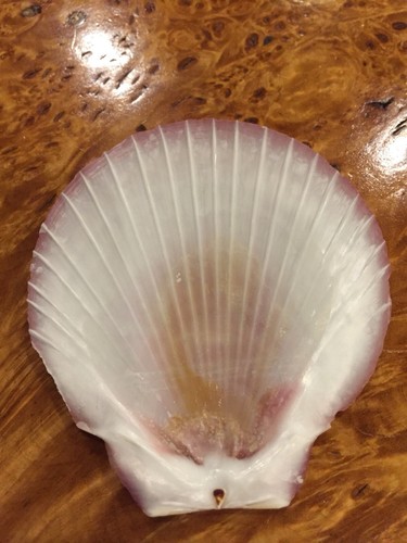 Vintage Sea Shell, Very Thin. Hand Carved Sailboat, Seashell Art