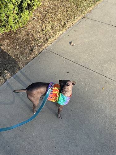 Fotos del artículo de un comprador verificado