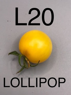 graine / seed tomate taille cerise variété LOLLIPOP