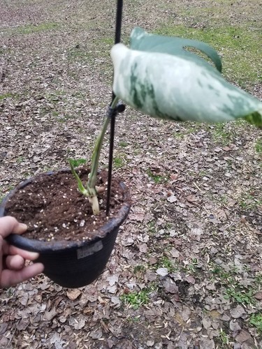 VARIEGATED MONSTERA DELICIOSA Rare Aroid Swiss Cheese Plant Variegata