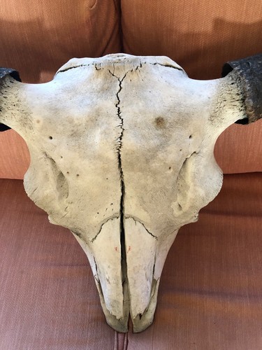 Vintage Taxidermy Buffalo Bison Skull w/  Horns
