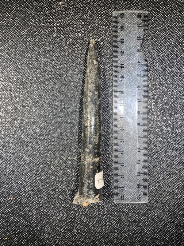 Grande Belemnite (Hybolite) Fossile