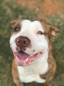 red nose english staffy