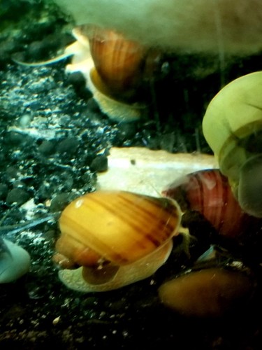 5 Chestnut Mystery Snails Live Freshwater Aquarium Snail