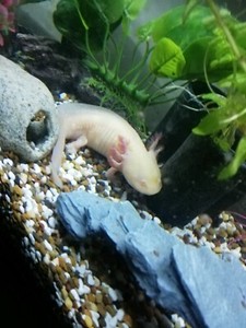 Axolotl Aquarium setup | Fish | Gumtree Australia Joondalup Area