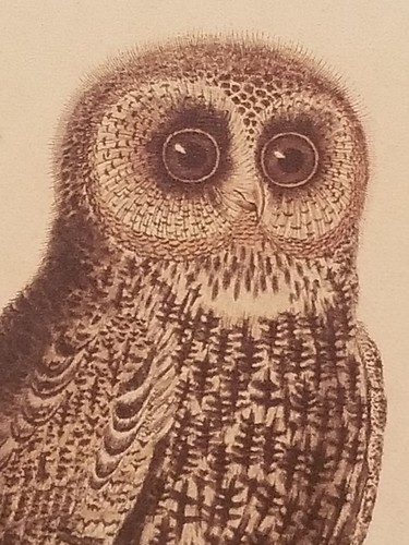 Vintage La Hulote Owl bird Framed Print Artwork Decor wall hanging