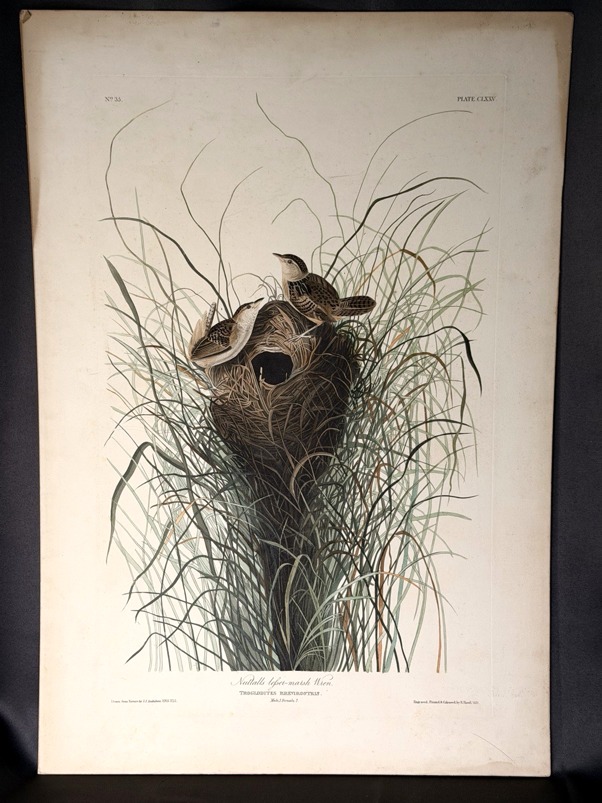 1833 Audubon Hand Colored Havell Engraving Nuttall's Lesser Marsh