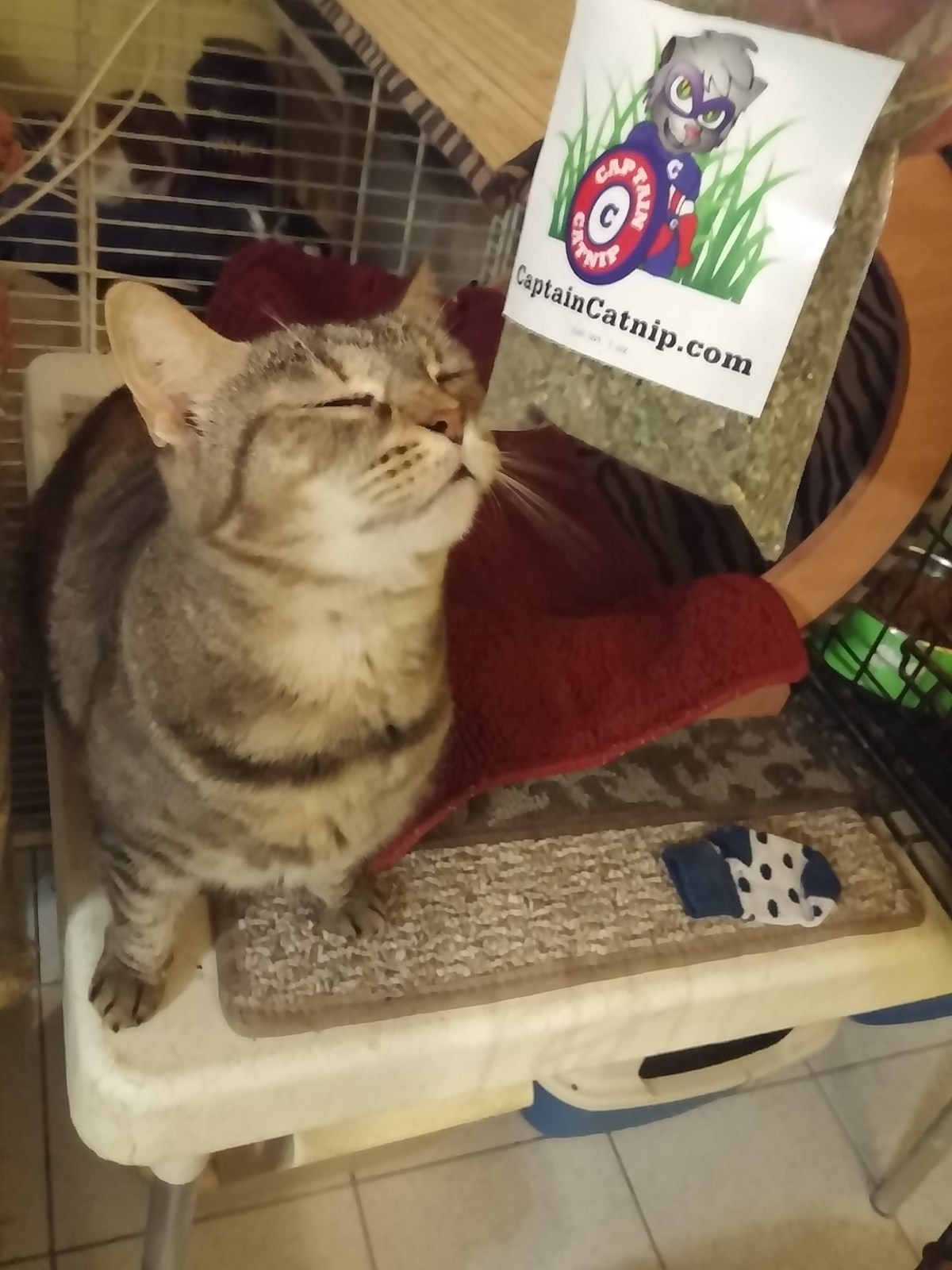 Organic Catnip 1 full ounce Nepeta Cataria Farm Fresh Very Potent Non-Toxic