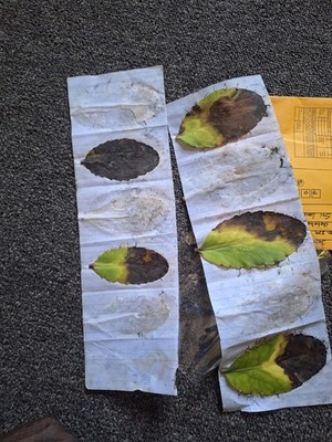 Item photo(s) from verified buyer