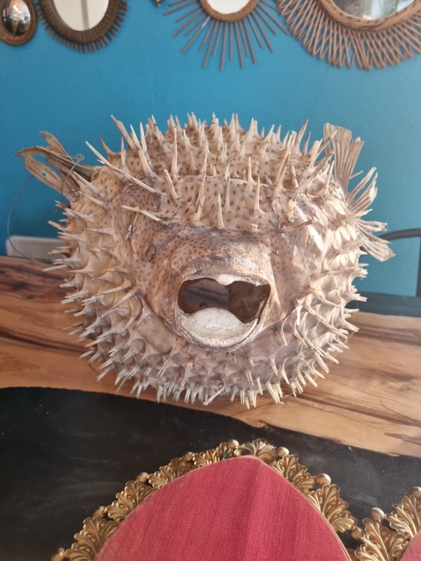 Enorme VÃ©Ritable Poisson Globe  Diodon Ancien Cabinet De CuriositÃ©  Taxidermie