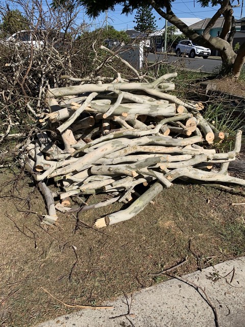 Free firewood from leopard tree | Other Home & Garden ...
