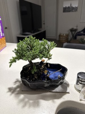 Zdjęcia przedmiotu od zweryfikowanego kupującego