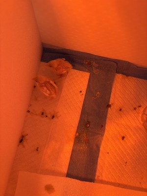 Artikelfoto(s) von einem verifizierten Käufer