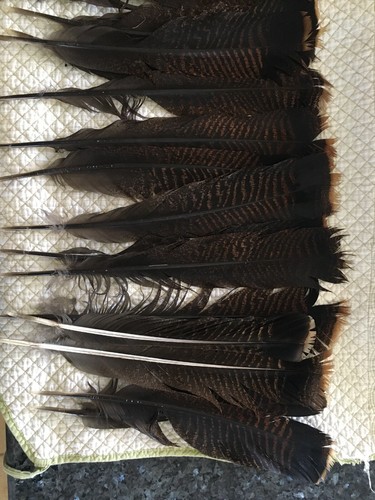 18 Wild Eastern Turkey Feathers For Crafts