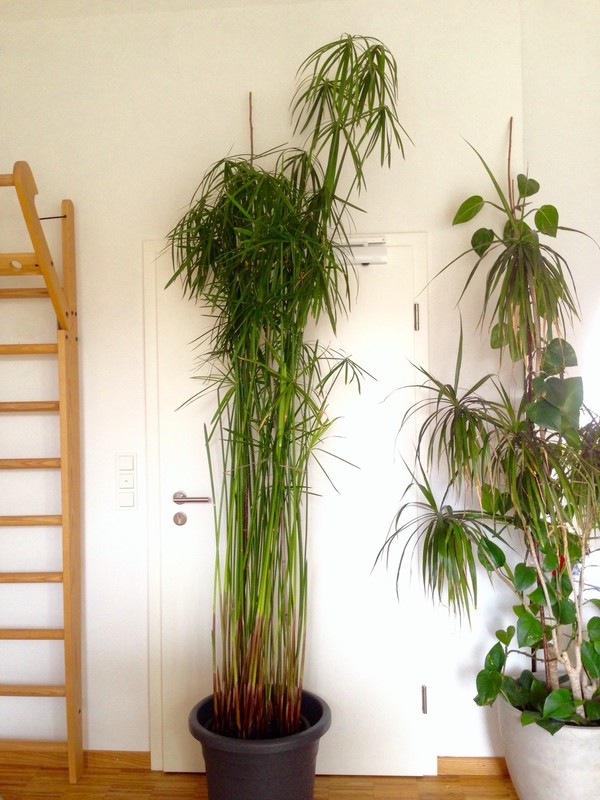 Xl Riesen Wasserpalme Cyperus Textilis Bis 280cm Katzengras Zyperngras Ableger