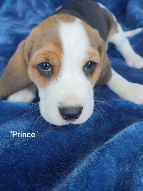 gumtree beagle puppies