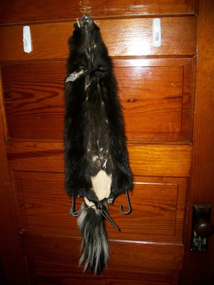 BEAUTIFUL tanned SKUNK 4 FEET CLAWS FUR PELT TAXIDERMY mount NO SMELL S10 CABIN