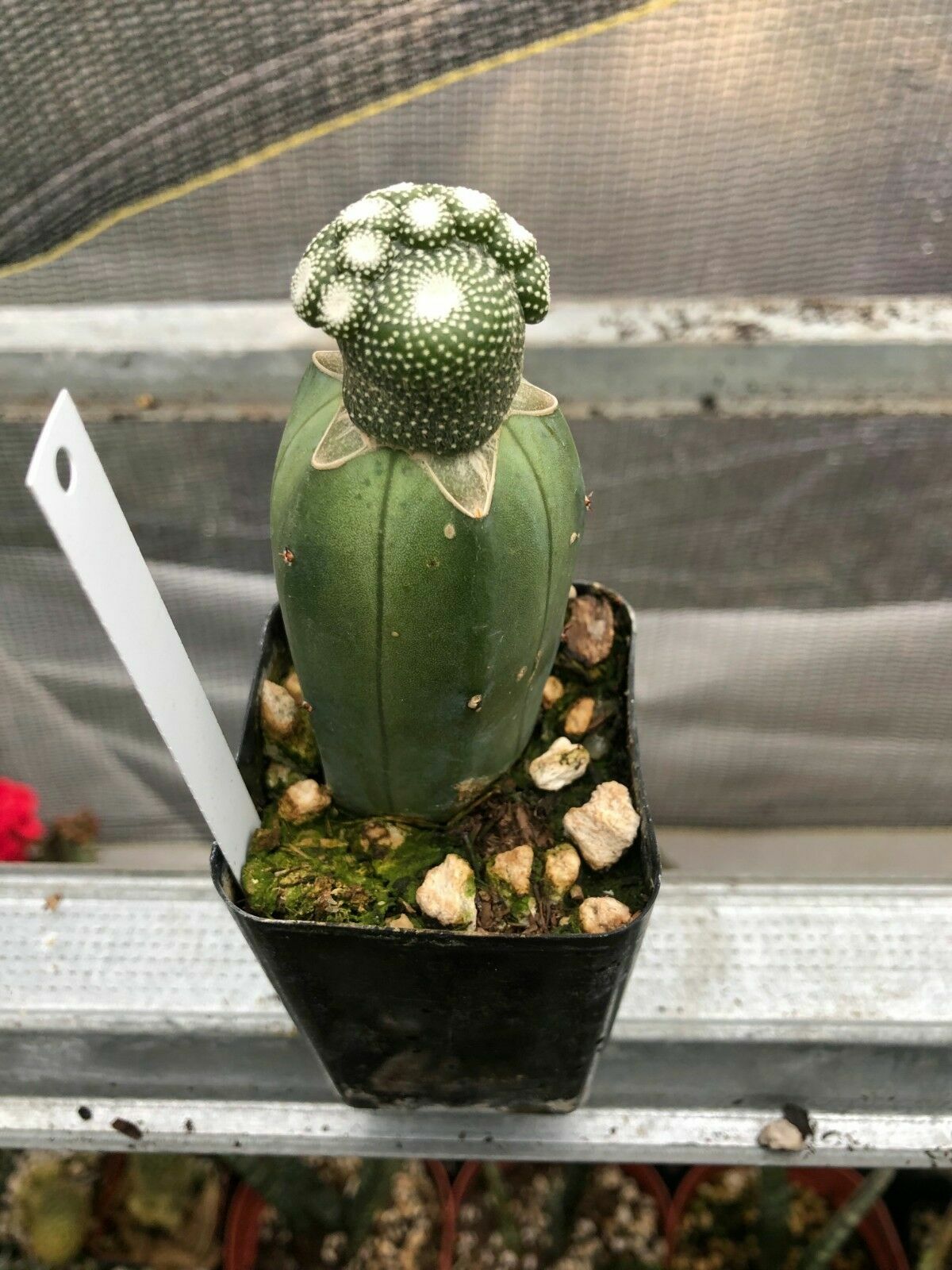 Blossfeldia liliputana