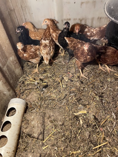 Download Layer pullets for sale | Birds | Gumtree Australia ...