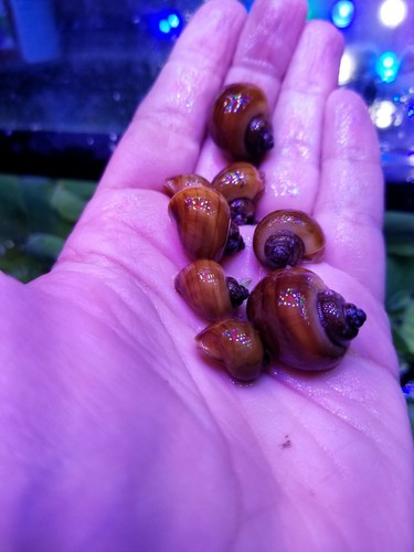 Rainbow Pack Of 8 Mystery Snails