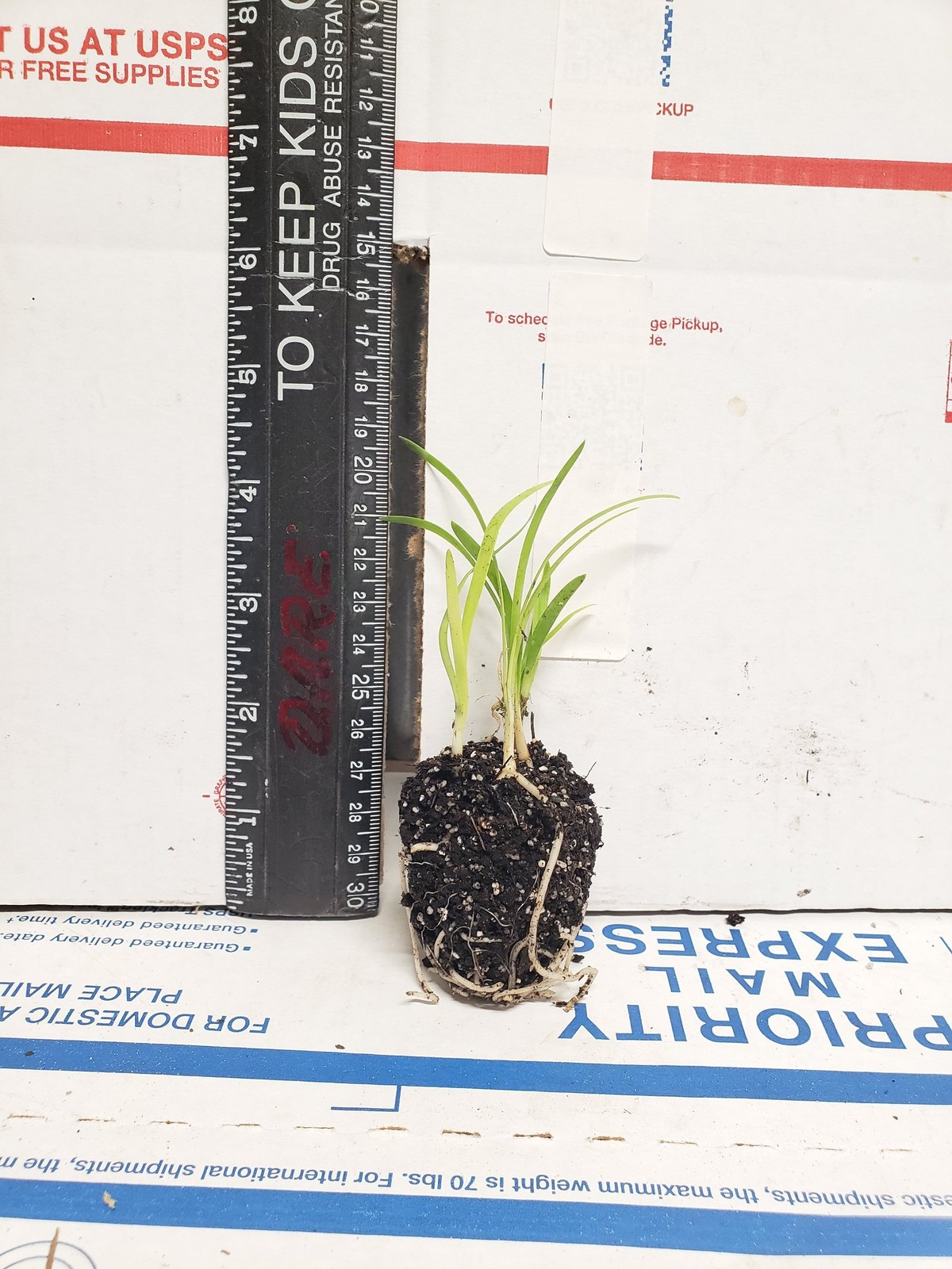 Agapanthus Africans Blue - live starter plants less than 12 inches tall