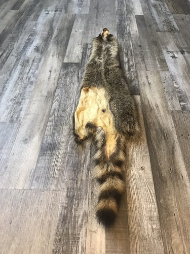 Soft Tanned Raccoon Pelt. XXXL Prime. Cabin. Home Decor.