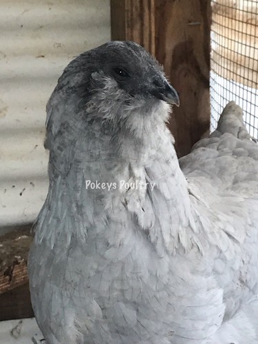 Lavender Fibromelanistic EE Large Fowl Hatching Eggs