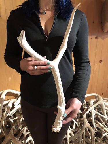 WIDE WYOMING MULE DEER SHED ANTLER! horn craft wild BBQ Knife Cabin Decor