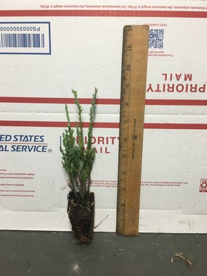 6 Juniper Skyrocket - Live Plants