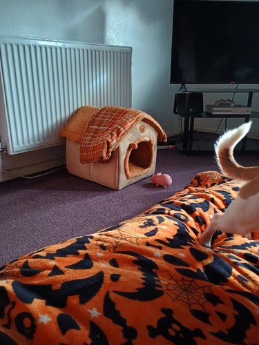 Artikelfoto(s) von einem verifizierten Käufer