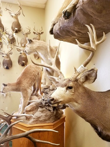 Nontypical Large Mule Deer Mount KAIBAB AZ Sheds Antlers Taxidermy Mounts NEW