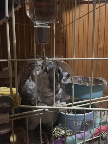 Fotos del artículo de un comprador verificado