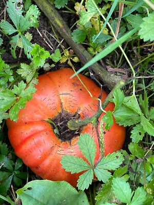 graine / seed tomate DWARF / NAINE  taille grosse variété LISA KING