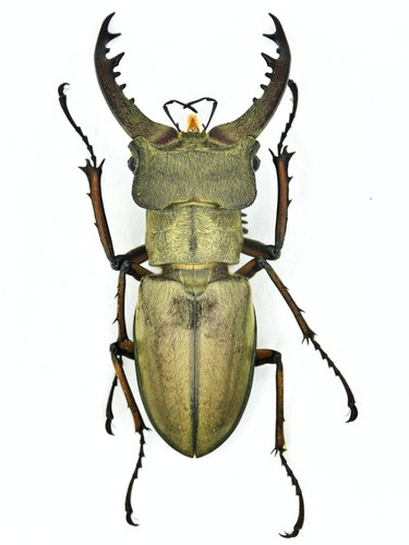 CeBC Lucanidae Lucanus fukinukiae Yunnan 44mm | eBay