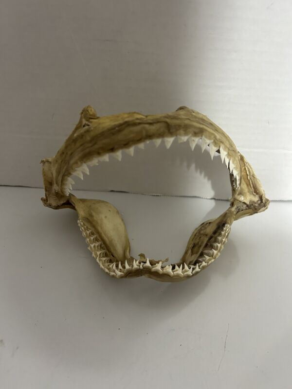 Tiger Shark Wide Jaw Bone Taxidermy with Teeth 4” Wide x 5” Opening