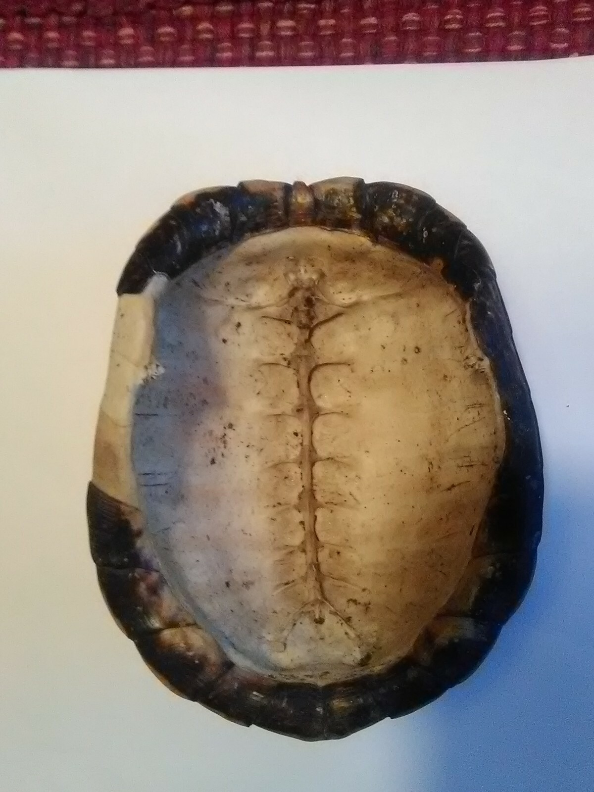 Eastern Box Turtle Shell some scutes 5