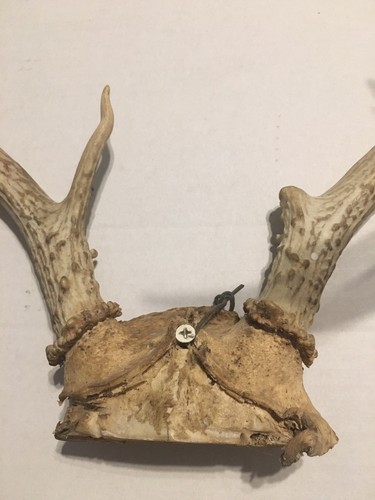 Deer Rack Approximately 11”X 14” with One Point Broken