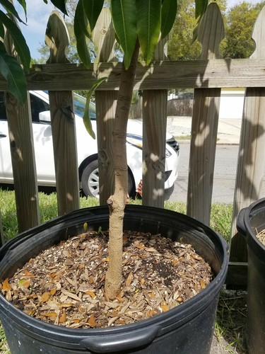 5' Foot Tall Mango Tropical Tree 3 years old Grafted 25 gallons