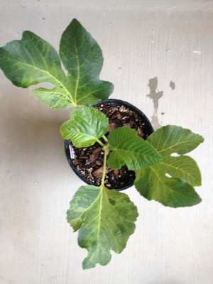 Black Madeira fig tree